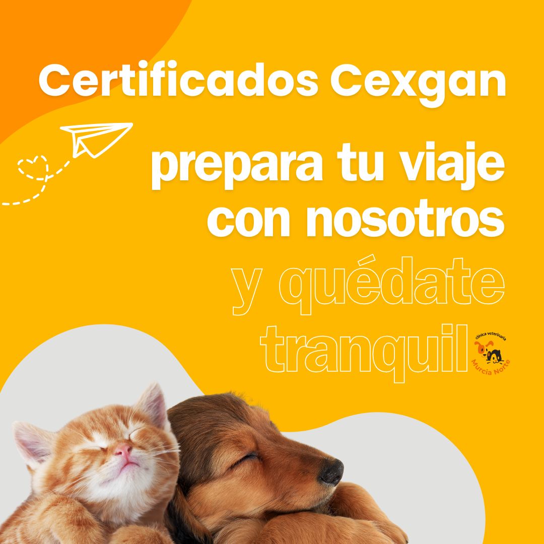 certificado cexgan para viajar con perro y viajar con gato al extranjero